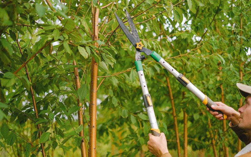 Tree trimming in Roselle, IL
